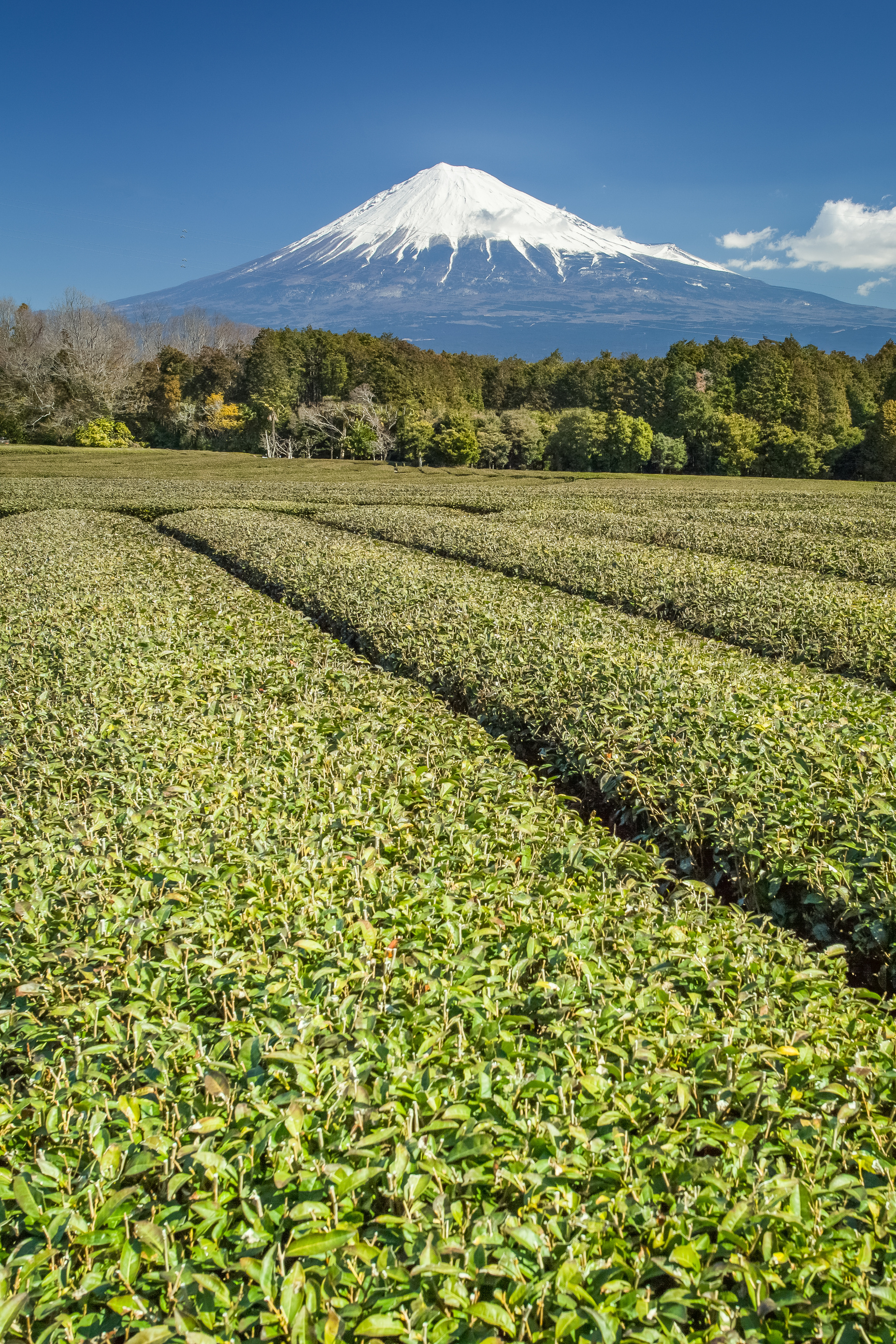 Mountain Fuji